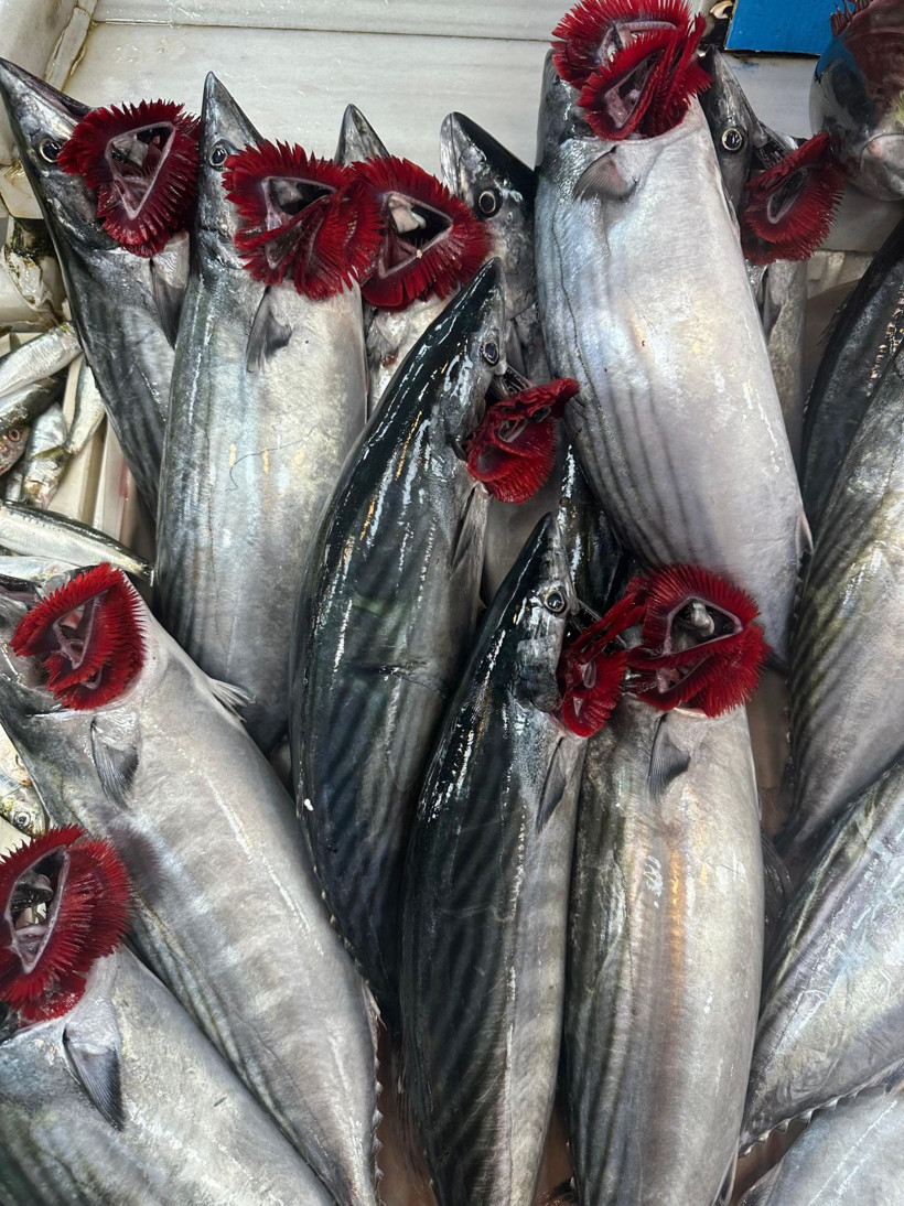 Balıkçılardan kötü haber! Tanesi 1000 liraya çıkabilir - Resim: 2