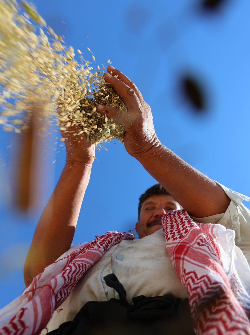 Dönümde 6 milyon lira maliyetli var: Karacadağ pirincinde yüz güldüren hasat - Resim : 2