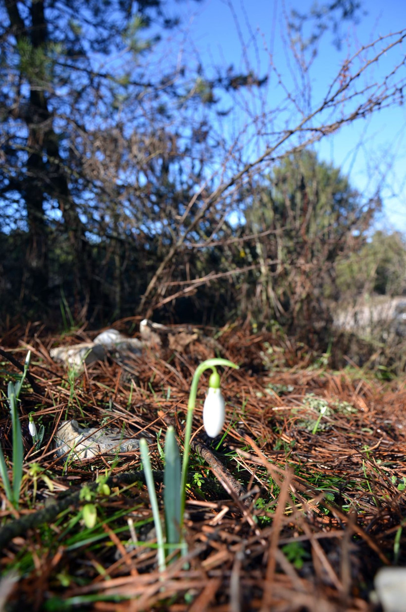 Baharın habercisine dokunmanın bedeli katlandı: Ceza 5 yılda 7 kat arttı - Resim: 4
