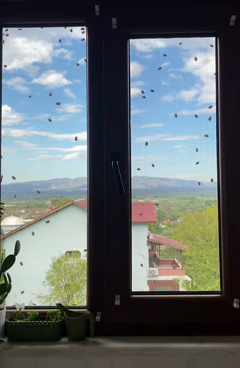Kokarca kâbusu geri döndü! Saatler içinde bu hale geldi - Resim : 2