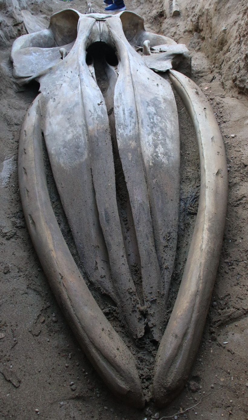 Dört yıl sonra gün yüzüne: Mersin'de Fin Balinası’nın iskeleti ortaya çıkıyor - Resim: 3