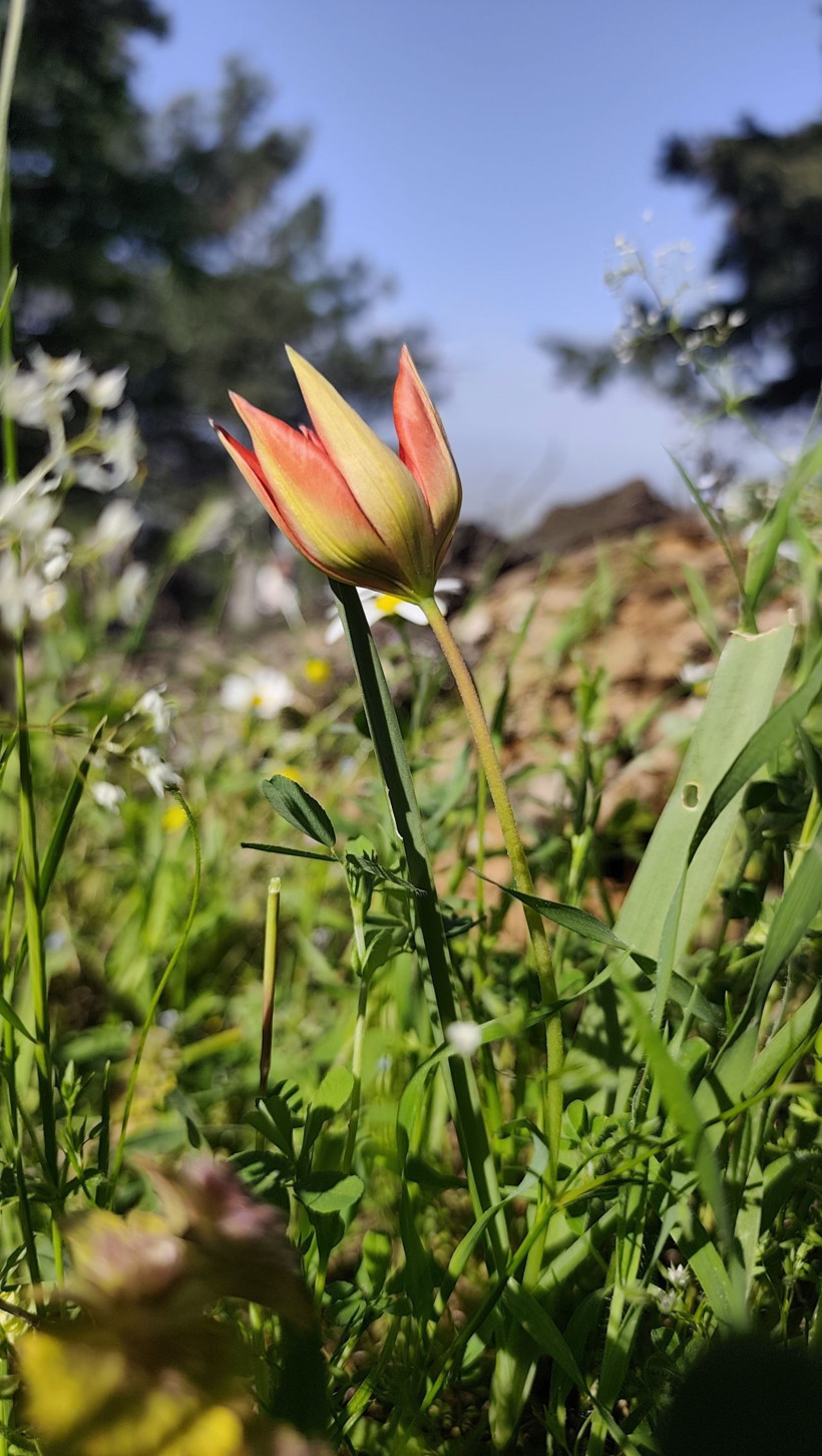Yılda bir kez açıyor, 10 gün yaşıyor: Manisa lalesini koparmanın cezası 699 bin lira - Resim: 2