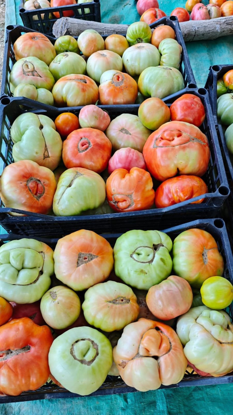 Bu köyün domatesi çok meşhur! Kokusu 5 metreden duyulur, tanesi 1.5 kilo geliyor - Resim: 2