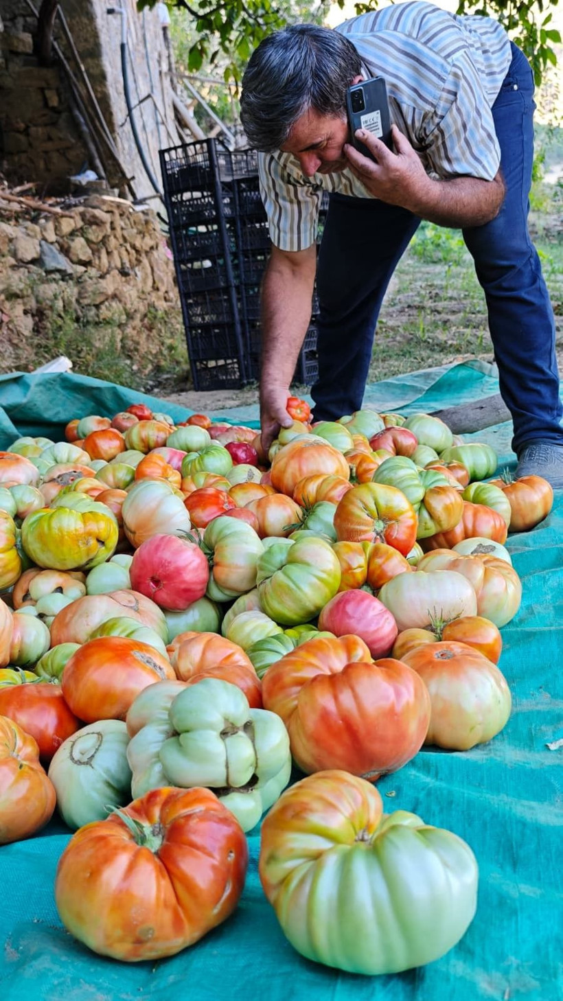 Bu köyün domatesi çok meşhur! Kokusu 5 metreden duyulur, tanesi 1.5 kilo geliyor - Resim: 6
