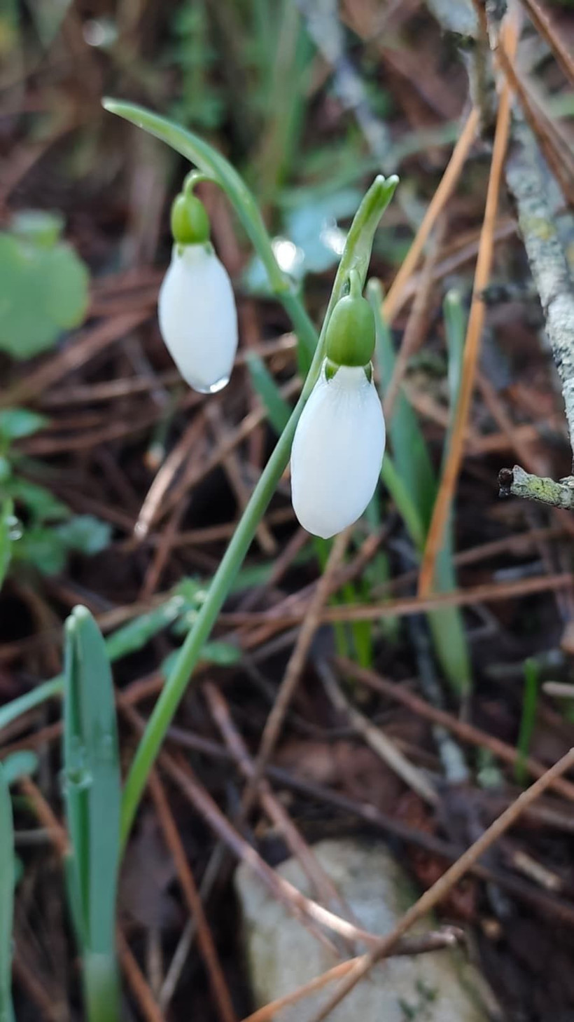 Baharın habercisine dokunmanın bedeli katlandı: Ceza 5 yılda 7 kat arttı - Resim: 2