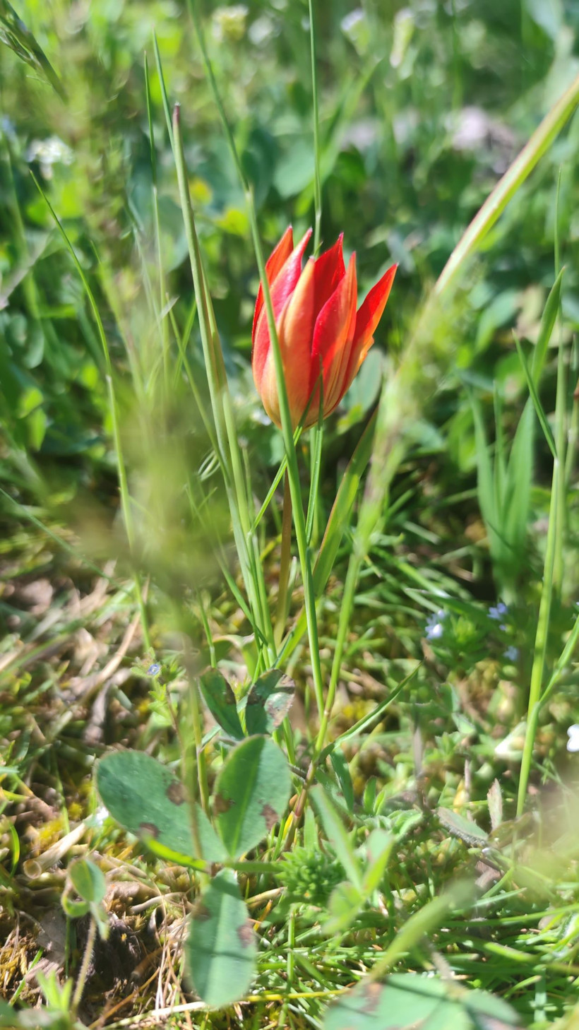 Yılda bir kez açıyor, 10 gün yaşıyor: Manisa lalesini koparmanın cezası 699 bin lira - Resim: 5