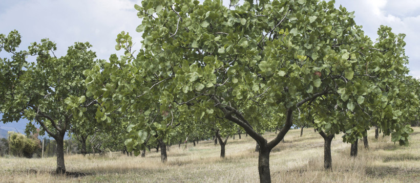 Yunanistan ile gastronomi rekabeti: Antep-Egina savaşının galibi belli oldu - Resim : 1