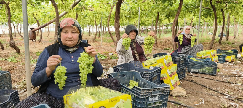 Sezonun ilk üzümü hasat edildi! Fiyatı cep yakacak - Resim: 1