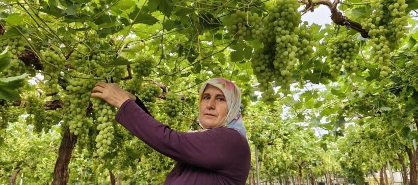 Sezonun ilk üzümü hasat edildi! Fiyatı cep yakacak - Resim: 2