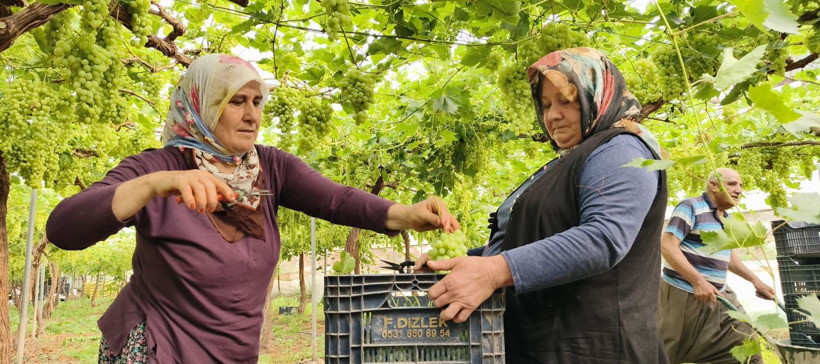 Sezonun ilk üzümü hasat edildi! Fiyatı cep yakacak - Resim: 3