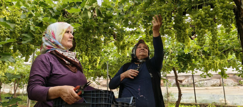 Sezonun ilk üzümü hasat edildi! Fiyatı cep yakacak - Resim: 4
