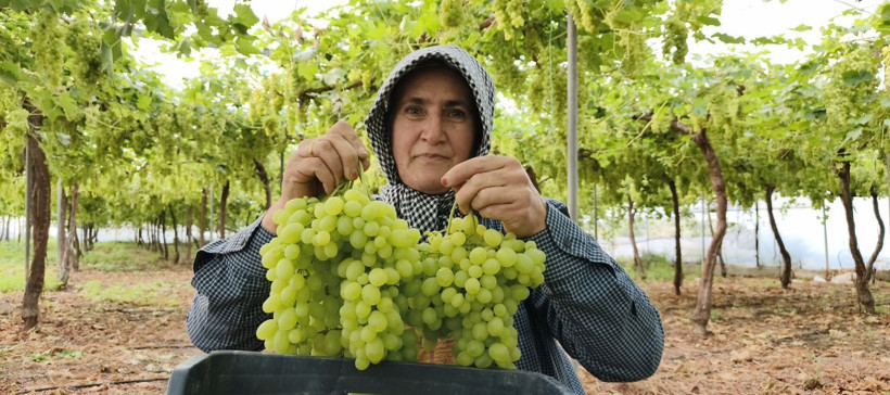 Sezonun ilk üzümü hasat edildi! Fiyatı cep yakacak - Resim: 5