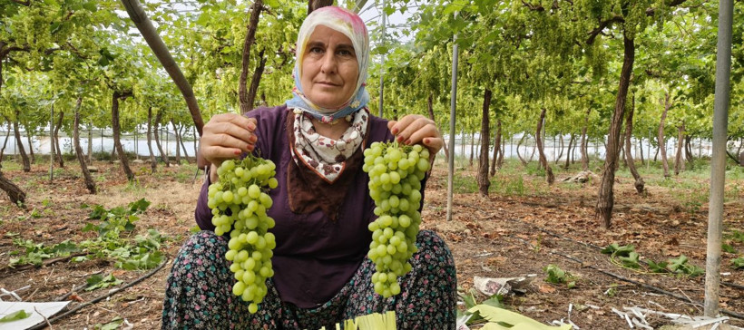 Sezonun ilk üzümü hasat edildi! Fiyatı cep yakacak - Resim: 6