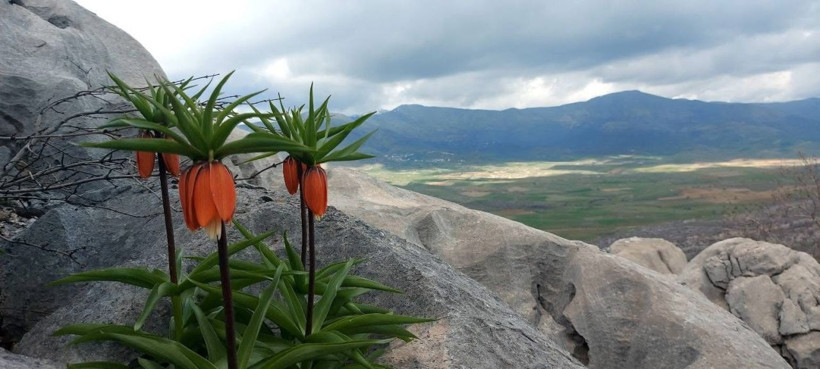 Bu çiçeği koparmanın cezası 700 bin TL! - Resim: 6