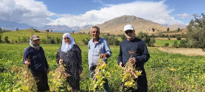 Tarlada kilosu 125 TL: Coğrafi işaretli üründe hasat başladı - Resim: 2