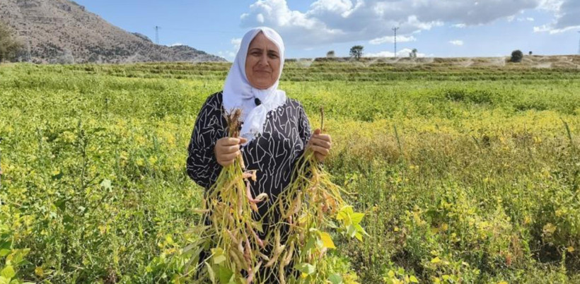 Tarlada kilosu 125 TL: Coğrafi işaretli üründe hasat başladı - Resim: 1