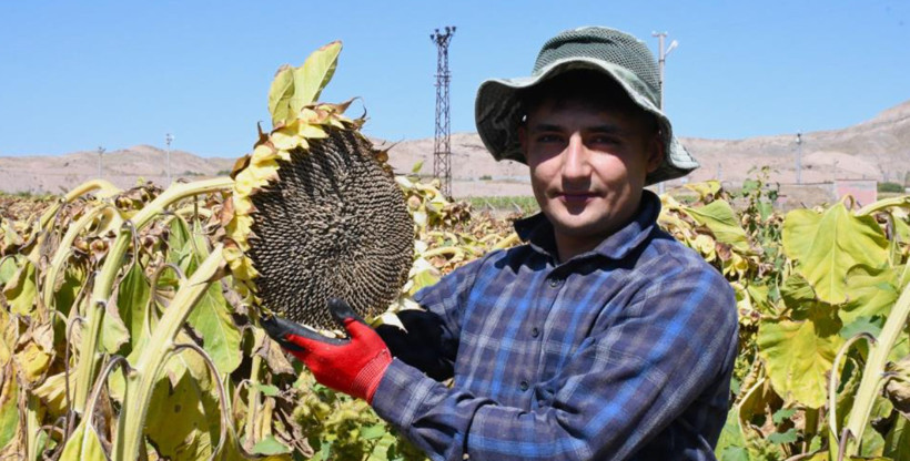 Günler süren hasatta yeni dönem: Artık birkaç saatte bitiyor - Resim: 4