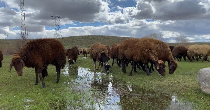 Besiciler dertli: 120 bin TL’ye rağmen çoban bulunamıyor - Resim: 2
