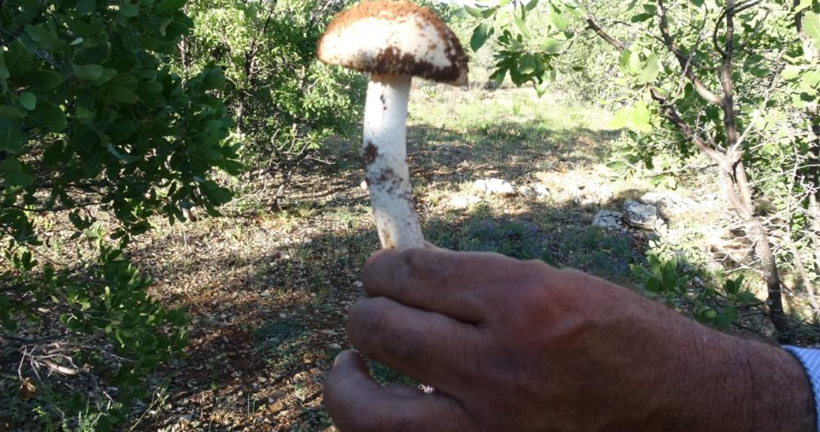 Ormanda bulunuyor, kilosu servet değerinde: Toplamayan pişman - Resim: 3