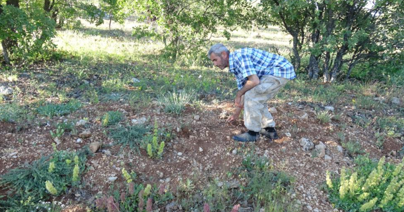 Ormanda bulunuyor, kilosu servet değerinde: Toplamayan pişman - Resim: 4