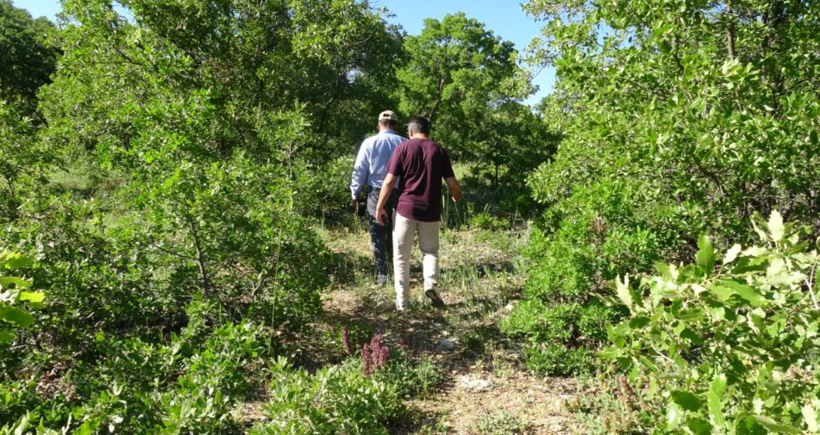 Ormanda bulunuyor, kilosu servet değerinde: Toplamayan pişman - Resim: 1