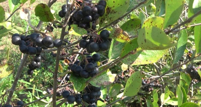5 yıl önce dikildi, şimdi sipariş yetişmiyor: Fabrikalar sıraya girdi - Resim: 4