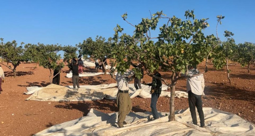 Yeşil altında hasat başladı: Olumsuz hava üretimi vurdu - Resim: 5