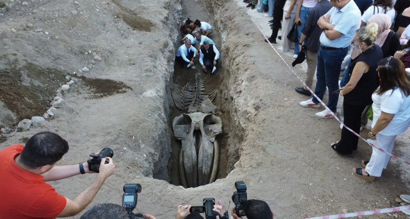 Dört yıl sonra gün yüzüne: Mersin'de Fin Balinası’nın iskeleti ortaya çıkıyor - Resim: 2