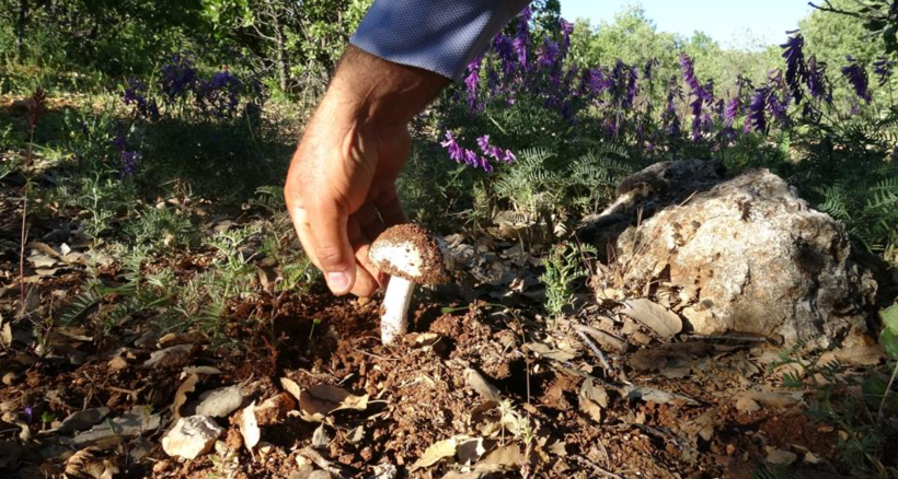 Ormanda bulunuyor, kilosu servet değerinde: Toplamayan pişman - Resim: 2