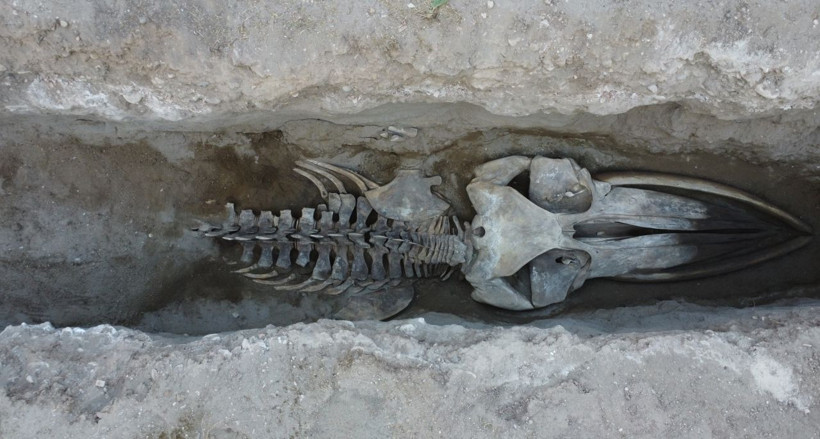 Dört yıl sonra gün yüzüne: Mersin'de Fin Balinası’nın iskeleti ortaya çıkıyor - Resim: 1