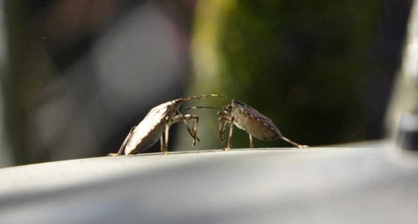 Tarımı tehdit ediyor, verimi d&uuml;ş&uuml;r&uuml;yor: Doğu Karadeniz&rsquo;i saran 3 istilacı t&uuml;r - Resim : 2
