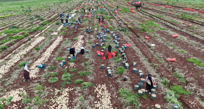 Sınır hattında bereketli hasat: Soğanın tarla fiyatı dikkat çekti - Resim: 6