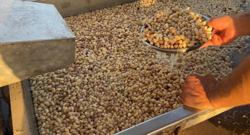 Yeşil altında hasat başladı: Olumsuz hava üretimi vurdu - Resim: 7