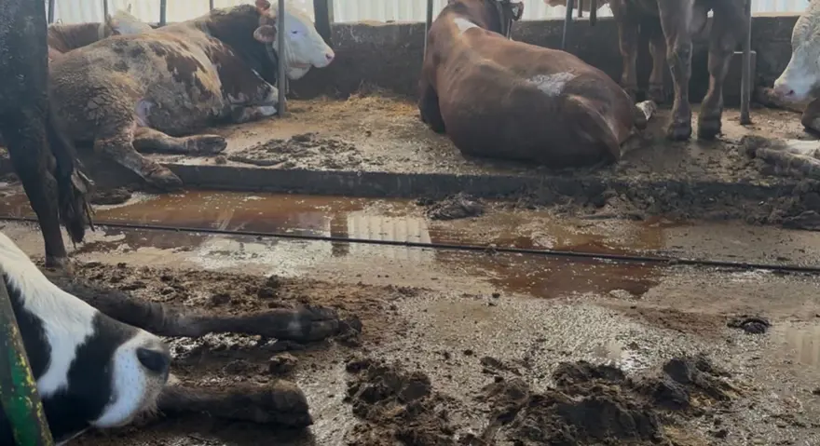Günlük 5 bin liraya işçi bulamadı: Çalışmak istemiyorlar - Resim: 3