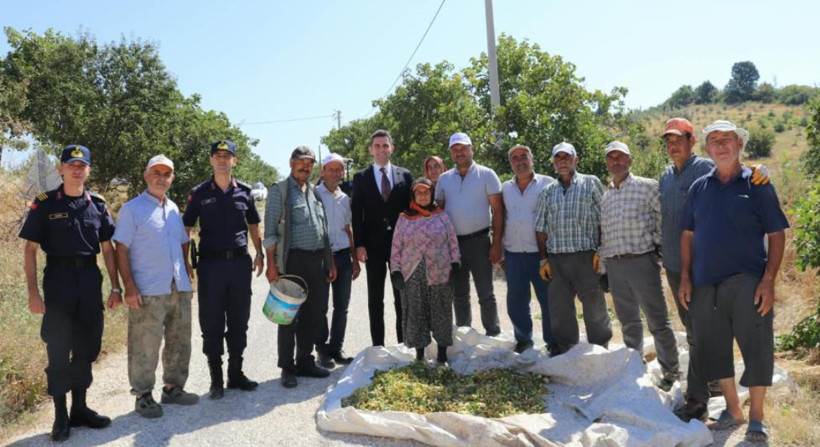 'Yeşil Altın'da hasat başladı: İlçenin yeni gelir kapısı oldu - Resim : 1