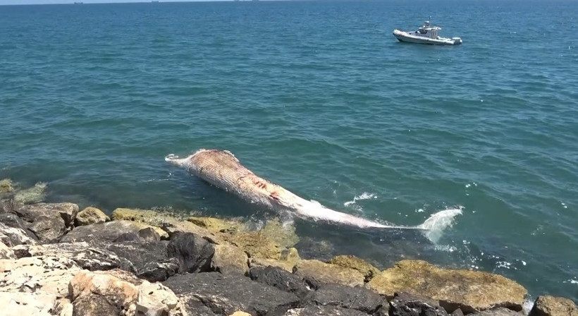 Türkiye’de bir ilk: 4 yıl önce gömülen 16 metrelik fin balinası öğrenciler tarafından bilimsel kazıyla çıkarılacak - Resim : 1