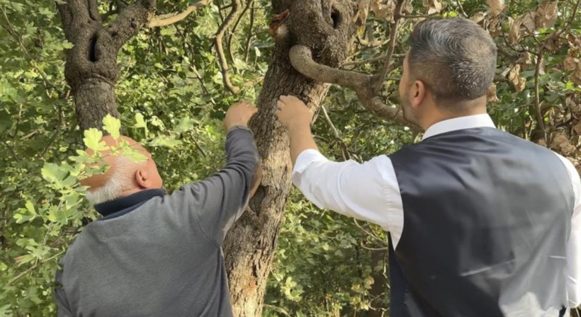 50 yıl önce dikildi: Şimdi bölge ekonomisine umut oldu - Resim: 4