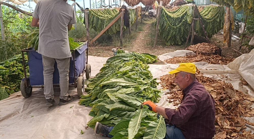 Gözden düşmüştü, tekrardan ekilmeye başlandı: Yeni gelir kapısı oldu - Resim: 6
