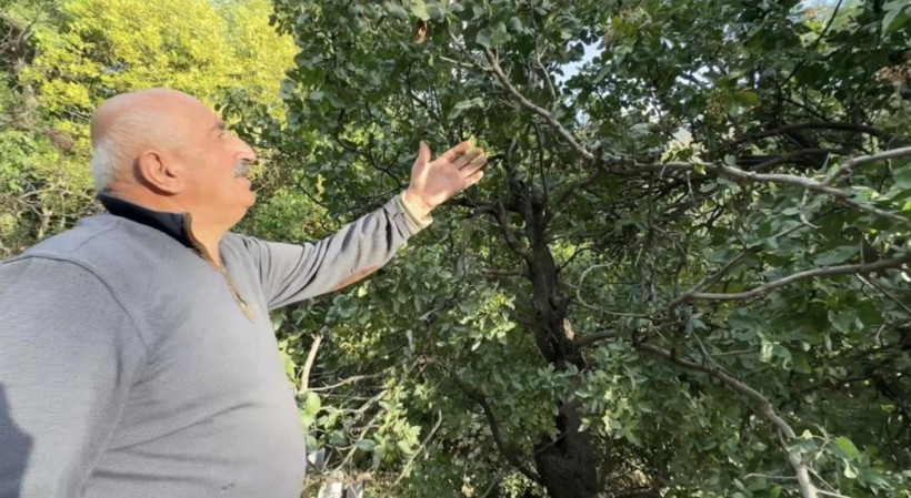 50 yıl önce dikildi: Şimdi bölge ekonomisine umut oldu - Resim: 3
