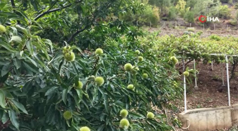 Bahçesine 5 fidan dikerek başladı: Şimdi kilosunu 500 liradan satıyor - Resim: 7