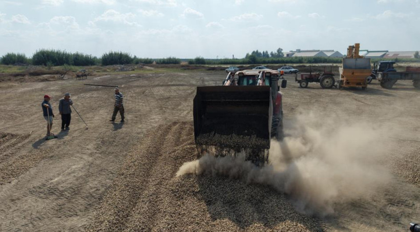 Yer fıstığında işler tersine döndü: Fiyat bir anda dibe vurdu - Resim: 6