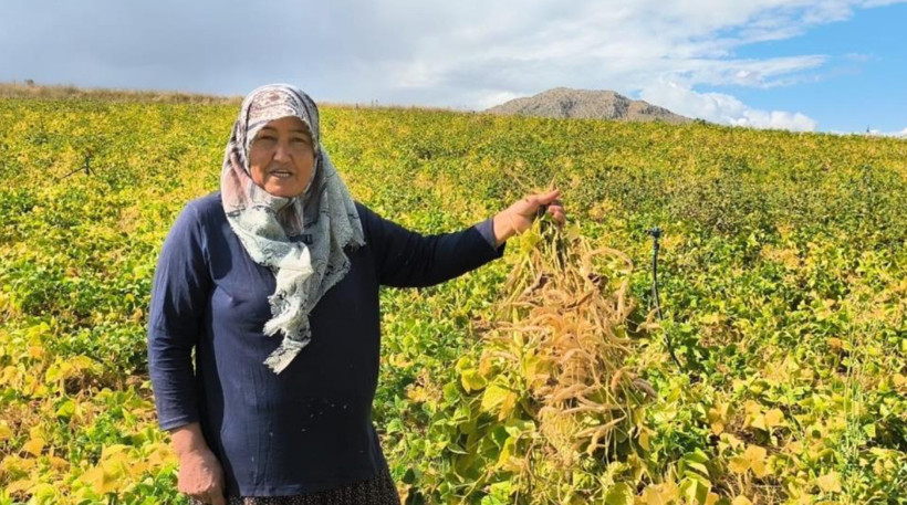 Tarlada kilosu 125 TL: Coğrafi işaretli üründe hasat başladı - Resim: 3