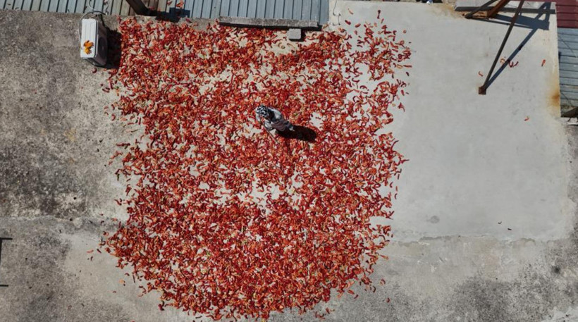 Damlar kırmızıya büründü: Kilosu 300 liradan, günde 500 kilo hazırlanıyor - Resim: 3