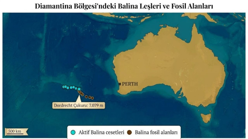 Hint Okyanusu’nda dünyanın en büyük balina mezarlığı keşfedildi - Resim: 4