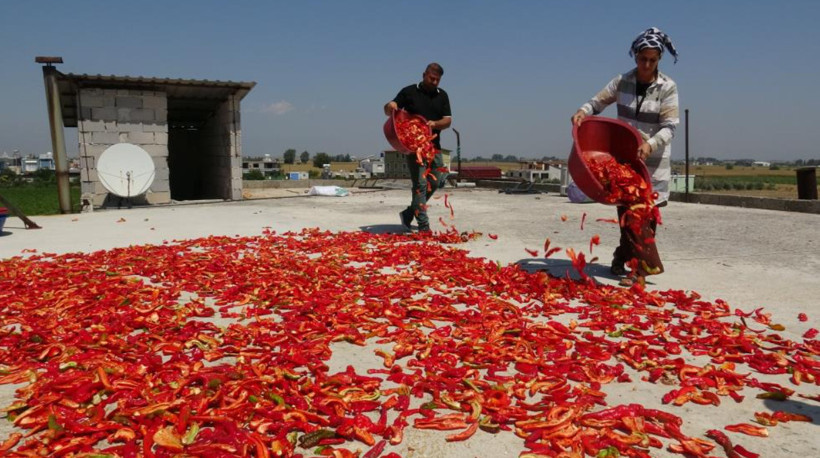 Damlar kırmızıya büründü: Kilosu 300 liradan, günde 500 kilo hazırlanıyor - Resim: 2