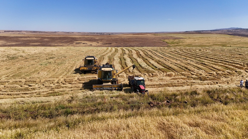 Dönümde 6 milyon lira maliyetli var: Karacadağ pirincinde yüz güldüren hasat - Resim : 1
