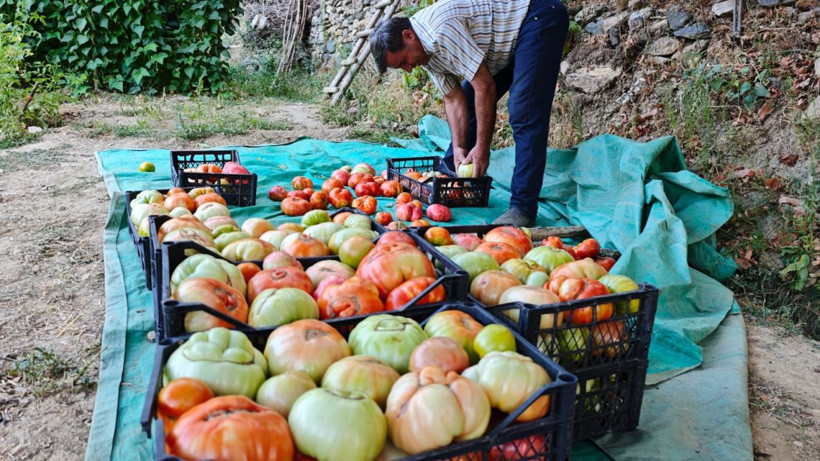 Bu köyün domatesi çok meşhur! Kokusu 5 metreden duyulur, tanesi 1.5 kilo geliyor - Resim: 3