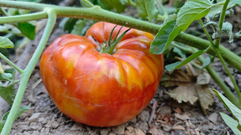 Bu köyün domatesi çok meşhur! Kokusu 5 metreden duyulur, tanesi 1.5 kilo geliyor - Resim: 4