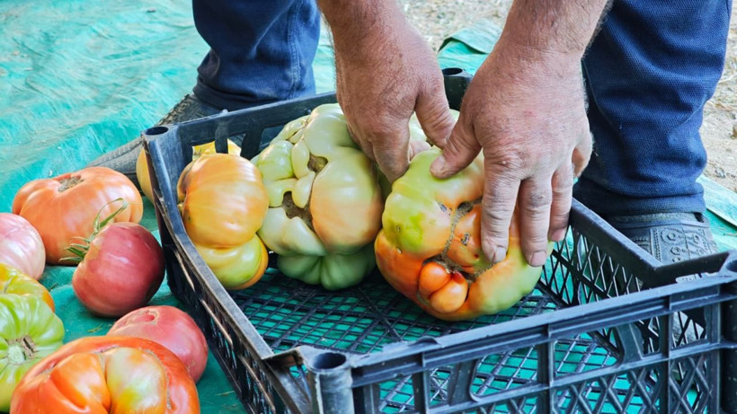 Bu köyün domatesi çok meşhur! Kokusu 5 metreden duyulur, tanesi 1.5 kilo geliyor - Resim: 5