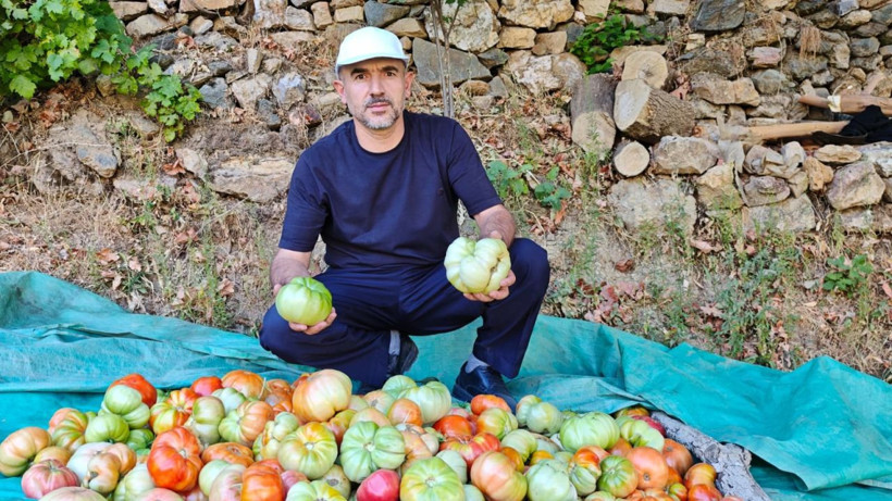 Bu köyün domatesi çok meşhur! Kokusu 5 metreden duyulur, tanesi 1.5 kilo geliyor - Resim: 8